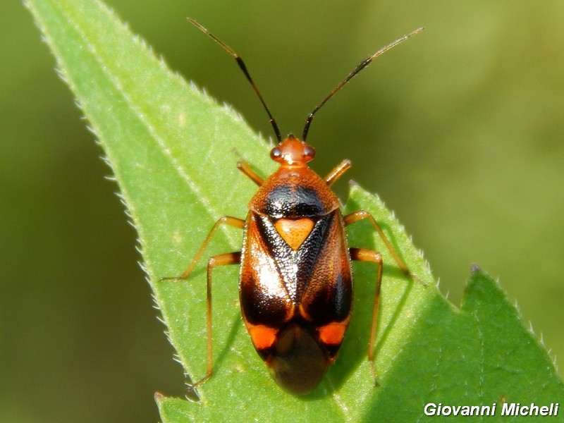 Miridae: Deraeocoris ruber della Lombardia
